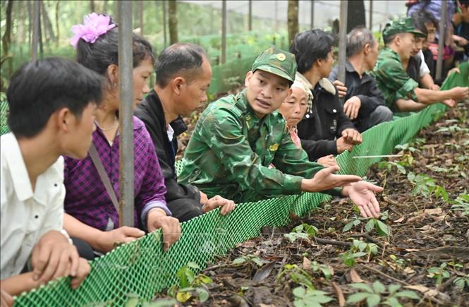 Bộ đội Biên phòng tỉnh Lai Châu hướng dẫn người dân cách chăm sóc cây sâm Lai Châu. Ảnh: Quý Trung - TTXVN