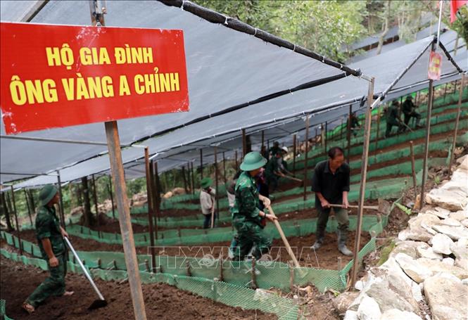 Những luống đất được phần chia cho các hộ dân bản Ngài Thầu để trồng sâm. Ảnh: Quý Trung - TTXVN