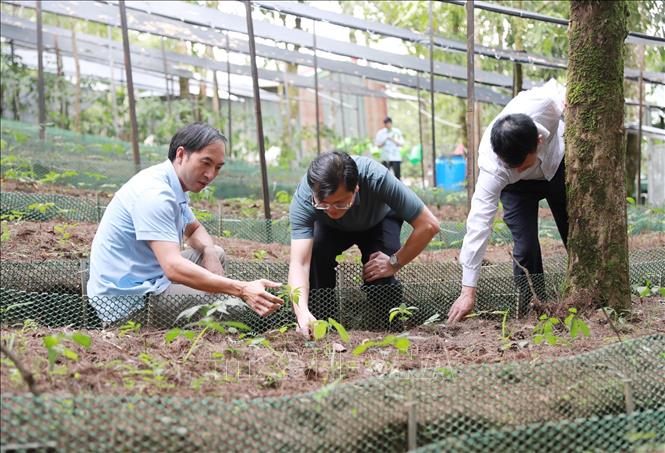 Cán bộ Sở Nông nghiệp và Môi trường tỉnh Lai Châu kiểm tra tiến độ phát triển của mô hình trồng sâm do Bộ đội Biên phòng thực hiện tại xã Sì Lở Lầu. Ảnh: Quý Trung - TTXVN