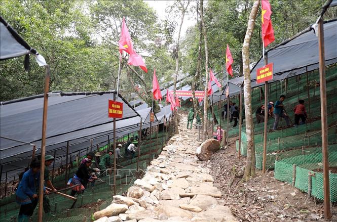 Mô hình phát triển trồng sâm Lai Châu dành cho 54 hộ dân bản Ngài Thầu, xã Sì Lở Lầu. Ảnh: Quý Trung - TTXVN