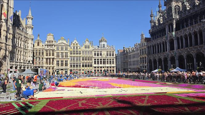 Những mảng màu rực rỡ của Thảm Hoa Brussels 2026 dần hiện ra trên Quảng trường lớn, ngày 13/8/2026. Ảnh: Lan Anh - Duy Tùng, PV TTXVN tại Bỉ