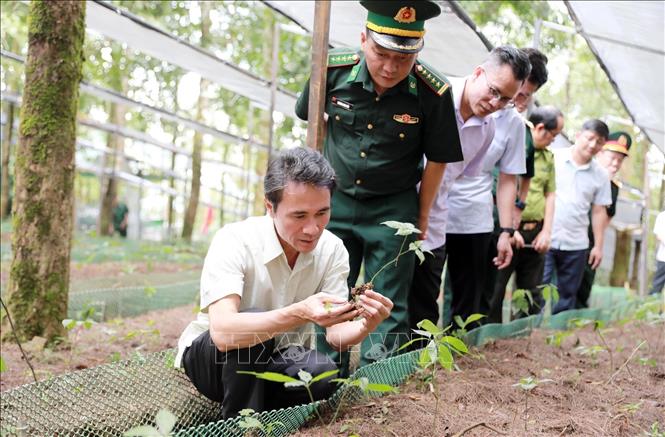 Phó Chủ tịch UBND tỉnh Lai Châu Hà Trọng Hải kiểm tra cây Sâm được trồng tại xã Sì Lở Lầu do Bộ đội Biên phòng trồng. ẢNh: Quý Trung - TTXVN