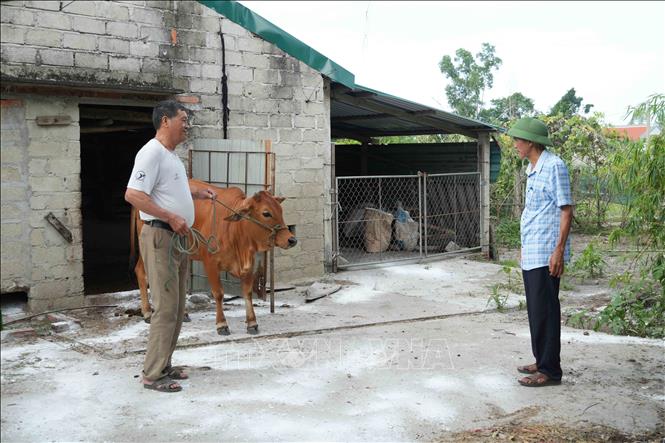 Địa phương tăng cường giám sát, kiểm soát đàn gia súc tại khu vực xuất hiện ổ dịch. Ảnh: Hữu Quyết - TTXVN