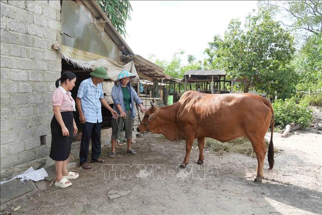 Cán bộ thú y hướng dẫn người dân theo dõi sức khỏe đàn vật nuôi và xử lý các trường hợp mắc bệnh. Ảnh: Hữu Quyết - TTXVN