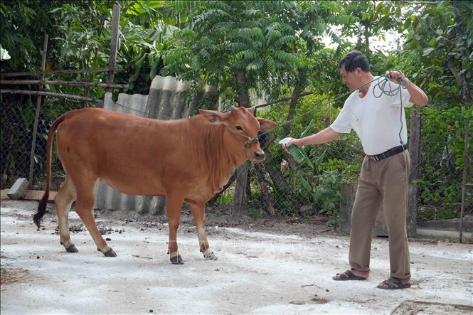 Người chăn nuôi xịt thuốc sát trùng cho gia súc mắc bệnh lở mồm long móng theo hướng dẫn của của cơ quan thú y. Ảnh: Hữu Quyết - TTXVN