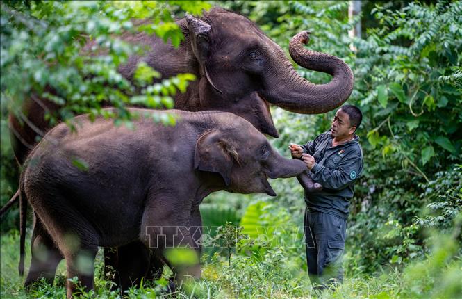 Voi châu Á tại Trung tâm Nhân giống và Cứu hộ voi châu Á ở tỉnh Vân Nam, Trung Quốc. Ảnh: THX/TTXVN phát