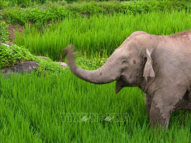 Voi châu Á tại tỉnh Vân Nam, Trung Quốc. Ảnh: THX/TTXVN phát