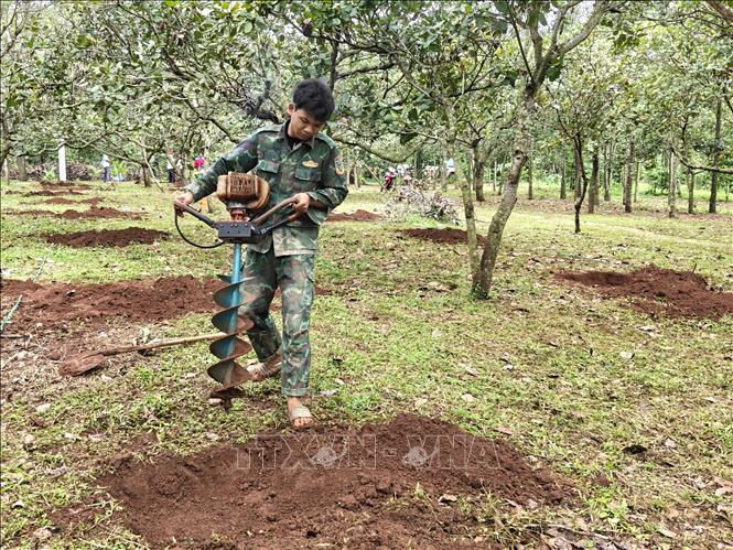 Người dân đào hố chuẩn bị trồng ca cao xen dưới tán cây điều. Ảnh: K GỬIH-TTXVN 