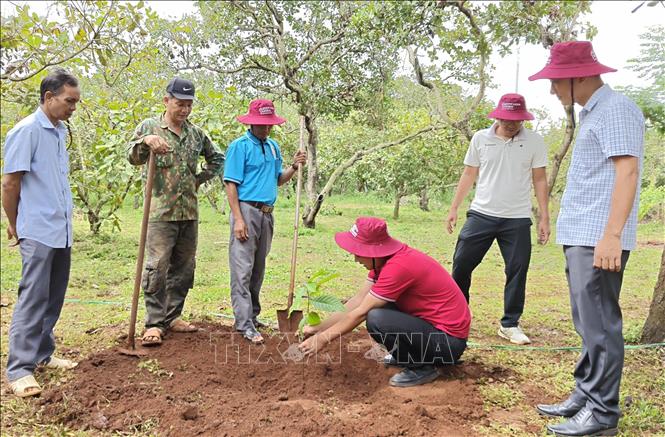 Đại diện Hợp tác xã Ca cao Bù Gia Mập hướng dẫn người dân trồng ca cao xen dưới tán cây điều. Ảnh: K GỬIH-TTXVN 