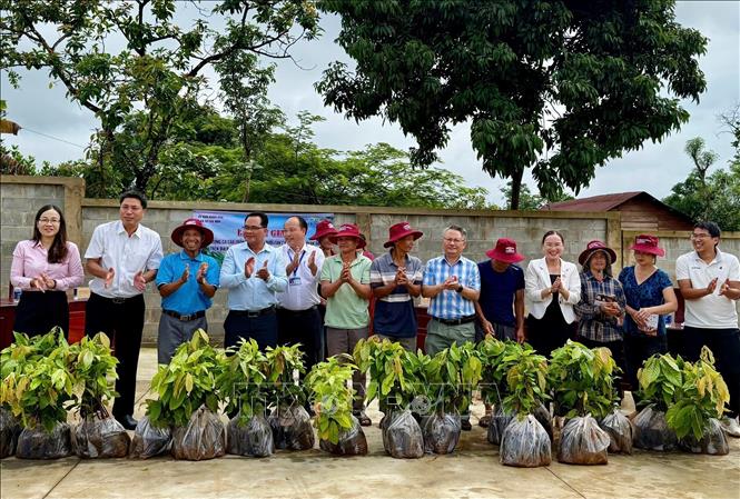 Lãnh đạo xã Bù Gia Mập và Hợp tác xã Cao cao Bù Gia Mập bàn giao giống ca cao cho người dân. Ảnh: K GỬIH-TTXVN 