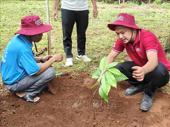 Đại diện Hợp tác xã Ca cao Bù Gia Mập hướng dẫn người dân trồng ca cao xen dưới tán cây điều. Ảnh: K GỬIH-TTXVN 