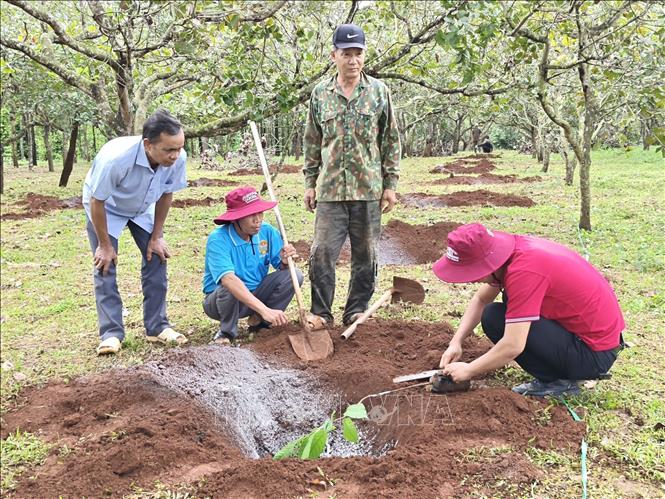 Đại diện Hợp tác xã Ca cao Bù Gia Mập hướng dẫn người dân trồng ca cao xen dưới tán cây điều. Ảnh: K GỬIH-TTXVN 