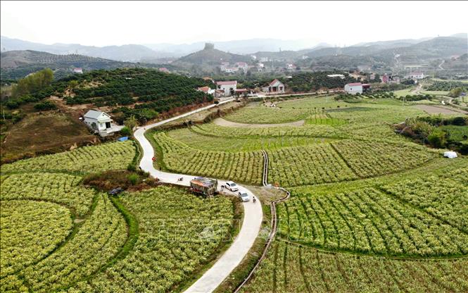Đường giao thông nội đồng được đầu tư, góp phần kết nối vùng sản xuất, tạo thuận lợi cho người dân đi lại và vận chuyển nông sản. Ảnh: Đồng Thúy - TTXVN