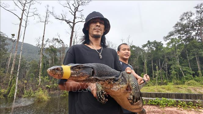 Cá thể kỳ đà hoa (thuộc Sách Đỏ Việt Nam) được mang thả về lại môi trường rừng tự nhiên trên đảo Phú Quốc. Ảnh: TTXVN phát