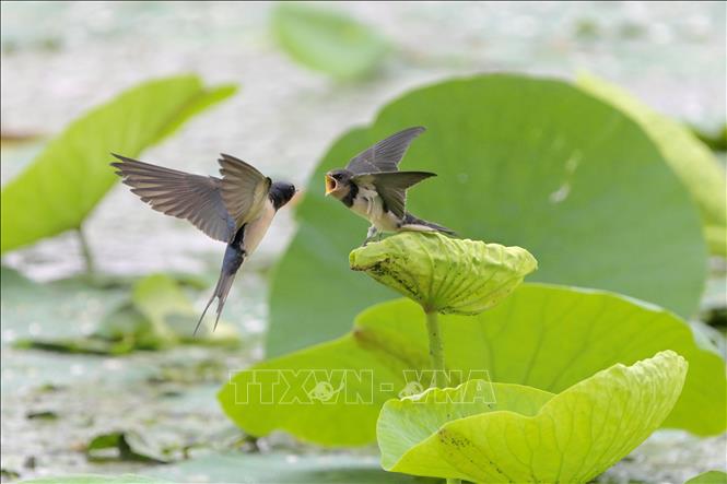 Chim én mớm mồi cho chim non tại vùng đất ngập nước ở tỉnh Hắc Long Giang, Trung Quốc ngày 2/8/2026. Ảnh: THX/TTXVN phát