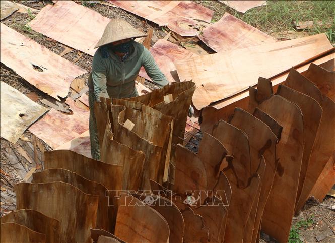 Lao động nông thôn xã Tân Hòa, thành phố Cần Thơ có thêm cơ hội việc làm từ phơi ván lóc để làm nguyên liệu sản xuất, góp phần ổn định đời sống. Ảnh: Duy Khương - TTXVN