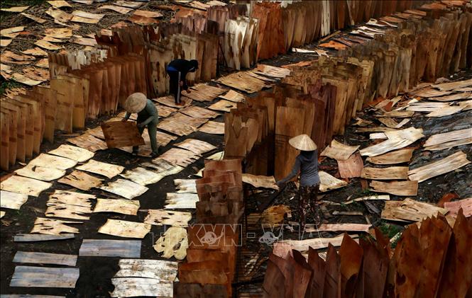 Lao động nông thôn xã Tân Hòa, thành phố Cần Thơ có thêm cơ hội việc làm từ phơi ván lóc để làm nguyên liệu sản xuất, góp phần ổn định đời sống. Ảnh: Duy Khương - TTXVN