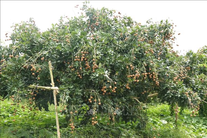 The average yield of Thanh longan is 12–13 tonnes/ha (reaching 15–17 tonnes/ha in favorable years). VNA Photo: Thu Hiền