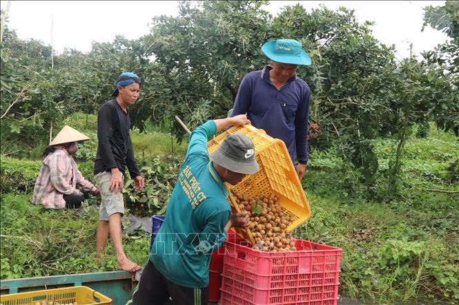 Farmers harvest longan in Thoi Hung commune, Can Tho city. VNA Photo: Thu Hiền