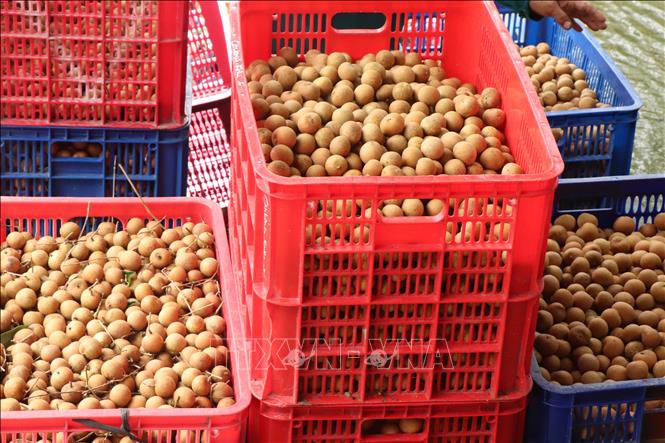 Currently, the price of Thanh Nhan longans ranges from 32,000 to 40,000 VND (1.22 - 1.53 USD) per kilogram while export-quality fruit sells for 52,000 to 60,000 VND (1.99 - 2.29 USD) per kilogram. VNA Photo: Thu Hiền
