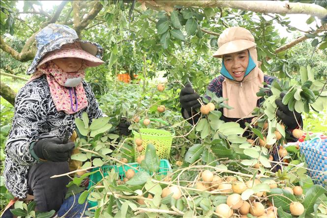 Harvesting thanh nhan. VNA Photo: Thu Hiền