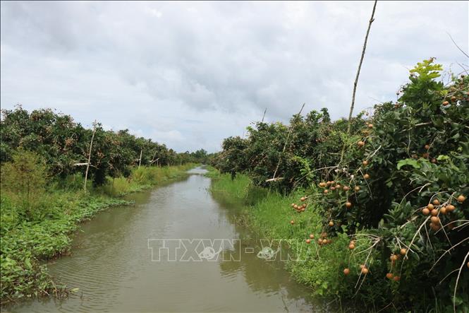 Can Tho City currently has 638 hectares of Thanh Nhan longans, concentrated primarily in Thoi Hung Commune, with a concentrated cultivation area of 350 hectares. VNA Photo: Thu Hiền