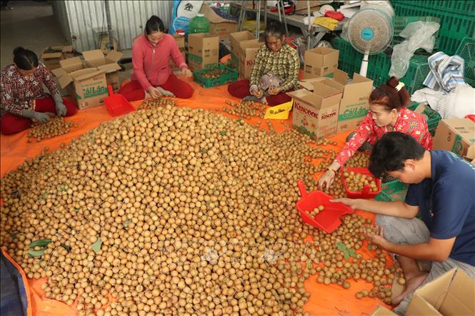 Categorizing harvested thanh nhan before selling. VNA Photo: Thu Hiền