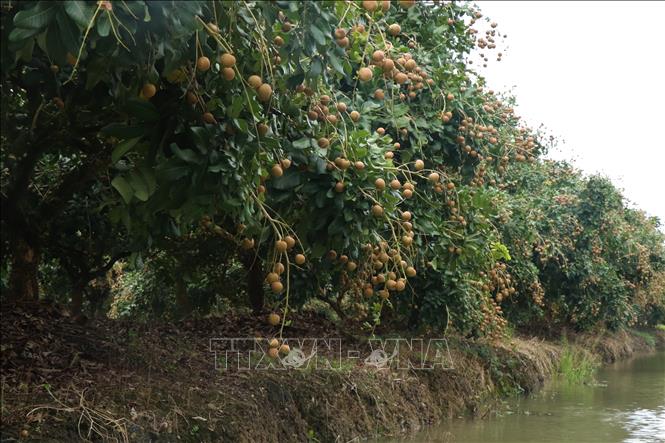 The thanh nhan season lasts for about three months from July to September, with peak harvest season in July and August. VNA Photo: Thu Hiền