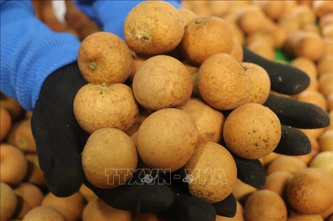 Thanh nhan longan has been granted 33 export planting area codes and is sent to markets including the US, Australia, Japan, Thailand, the EU and China. VNA Photo: Thu Hiền