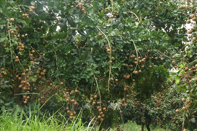 Thoi Hung commune, Can Tho city, is considered to possess the ideal natural conditions, weather, and soil for producing high-quality, delicious thanh nhan longans. VNA Photo: Thu Hiền