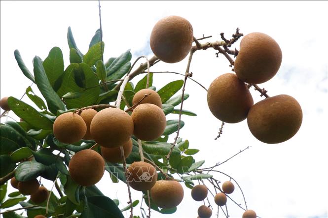 Thanh Nhan longan features thick flesh, small seeds, and a mildly sweet, crisp texture with a distinctive, delicate aroma. VNA Photo: Thu Hiền