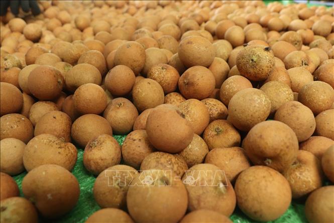 Longan in the Can Tho has been granted 33 export planting area codes and is sent to markets including the US, Australia, Japan, Thailand, the EU and China. VNA Photo: Thu Hiền