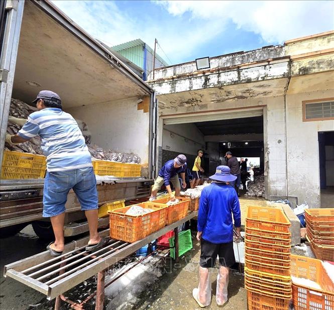 Ngư dân Cà Mau quyết tâm và chung tay cùng các cấp chính quyền trong việc nâng công tác phòng chống IUU. Ảnh: Chanh Đa-TTXVN