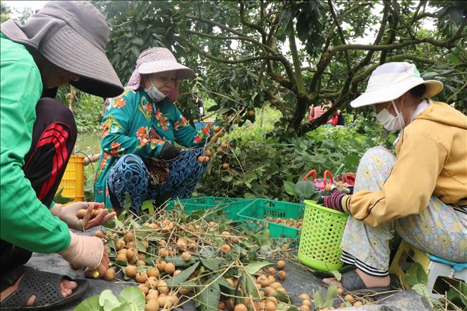 Categorizing longan after harvest. VNA Photo: Thu Hiền