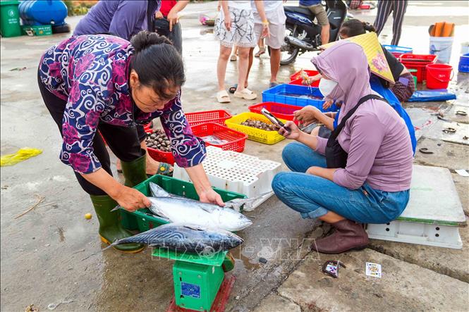 Hoạt động mua bán, thu mua hải sản tại cảng cá Cửa Nhượng, góp phần tạo sinh kế cho ngư dân vùng biển Thiên Cầm. Ảnh: Hữu Quyết – TTXVN 