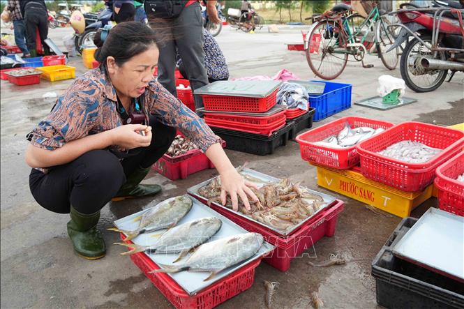 Hoạt động khai thác và tiêu thụ hải sản tạo sinh kế cho hàng nghìn lao động vùng biển. Ảnh: Hữu Quyết – TTXVN 