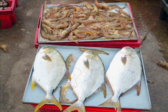 Hải sản tươi ngon được bày bán tại cảng cá Cửa Nhượng. Ảnh: Hữu Quyết – TTXVN 