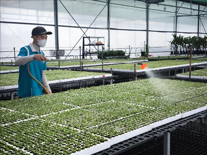 Chăm sóc cây giống cúc cấy mô tại công ty Vigen. Ảnh: Huỳnh Phúc Hậu - TTXVN