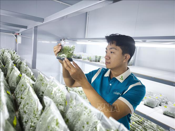Chăm sóc cây giống cúc cấy mô tại công ty Vigen. Ảnh: Huỳnh Phúc Hậu - TTXVN