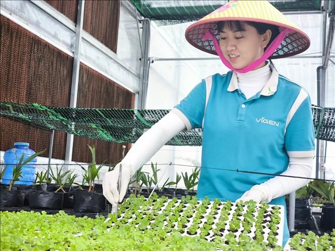 Chăm sóc cây giống cúc cấy mô tại công ty Vigen. Ảnh: Huỳnh Phúc Hậu - TTXVN