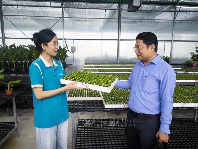 Khảo sát giống cúc cấy mô tại công ty Vigen. Ảnh: Huỳnh Phúc Hậu - TTXVN