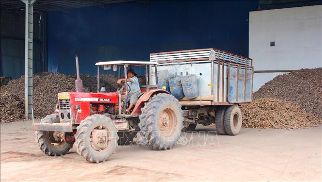 Sắn tươi được tập kết về nhà máy sản xuất tinh bột sắn tại Tây Ninh. Ảnh: Minh Phú – TTXVN