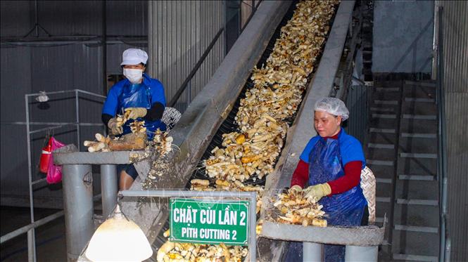 Công nhân thực hiện các công đoạn thô trong dây chuyền chế biến tinh bột sắn tại Công ty Trách nhiệm hữu hạn MTV Định Khuê (xã Tân Châu, Tây Ninh). Ảnh: Minh Phú – TTXVN