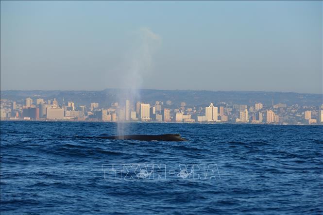 Cá voi lưng gù tại vùng biển ngoài khơi Durban, Nam Phi. Ảnh: THX/TTXVN phát