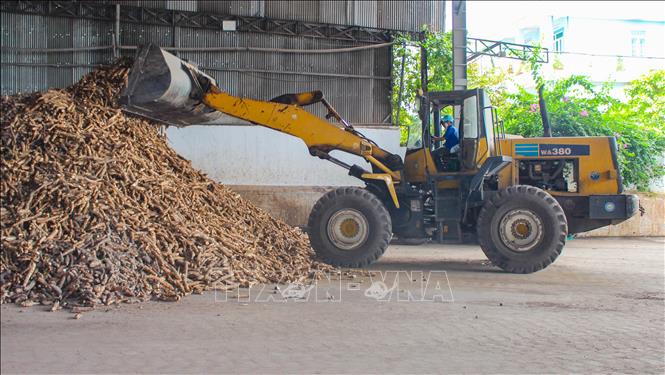 Tây Ninh hiện có 50 nhà máy sản xuất tinh bột sắn với tổng nhu cầu nguyên liệu trên 10 triệu tấn củ sắn tươi/năm. Ảnh: Minh Phú – TTXVN