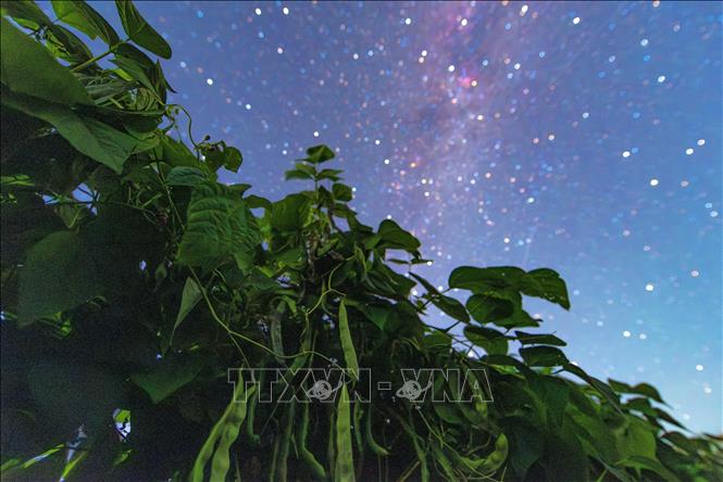 Bầu trời sao trên cánh đồng đậu xanh ở tỉnh Hắc Long Giang, Trung Quốc. Ảnh: THX/TTXVN phát
