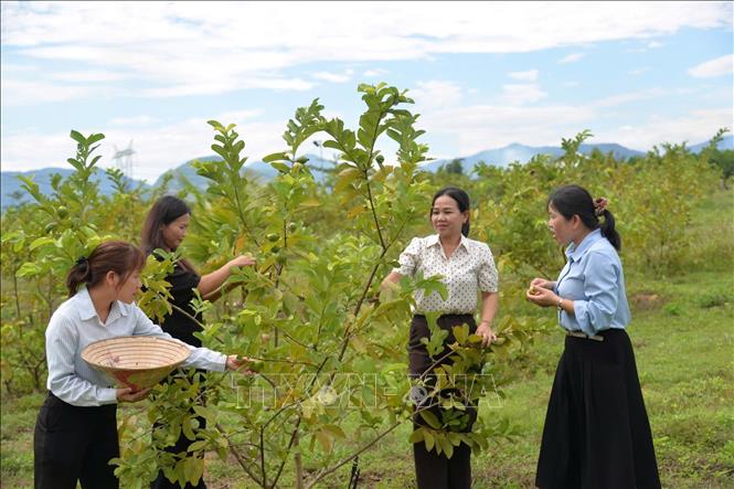 Du khách được hái trái cây khi đến tham quan Nông trại Phạm Văn Đồng. Ảnh: Đinh Hương - TTXVN