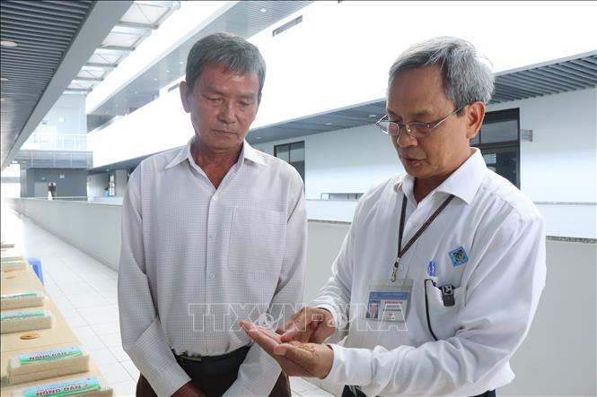 Theo PGS.TS Huỳnh Quang Tín, Viện Mekong (bên phải), các dòng lúa Nông Dân thử nghiệm tại vùng Đồng bằng sông Cửu Long cho kết quả phát triển tốt. Ảnh: Thu Hiền - TTXVN