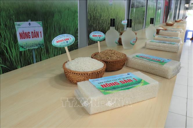 Giống lúa Nông Dân 1 đã được cấp chứng nhận lưu hành tại các tỉnh, thành vùng Đồng bằng sông Cửu Long. Ảnh: Thu Hiền - TTXVN
