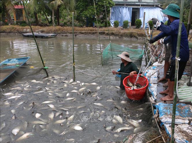 Sản lượng thủy sản nước ngọt đóng góp quan trọng vào sản lượng nuôi thủy sản trên địa bàn thành phố Cần Thơ những tháng đầu năm. Ảnh: Duy Khương - TTXVN